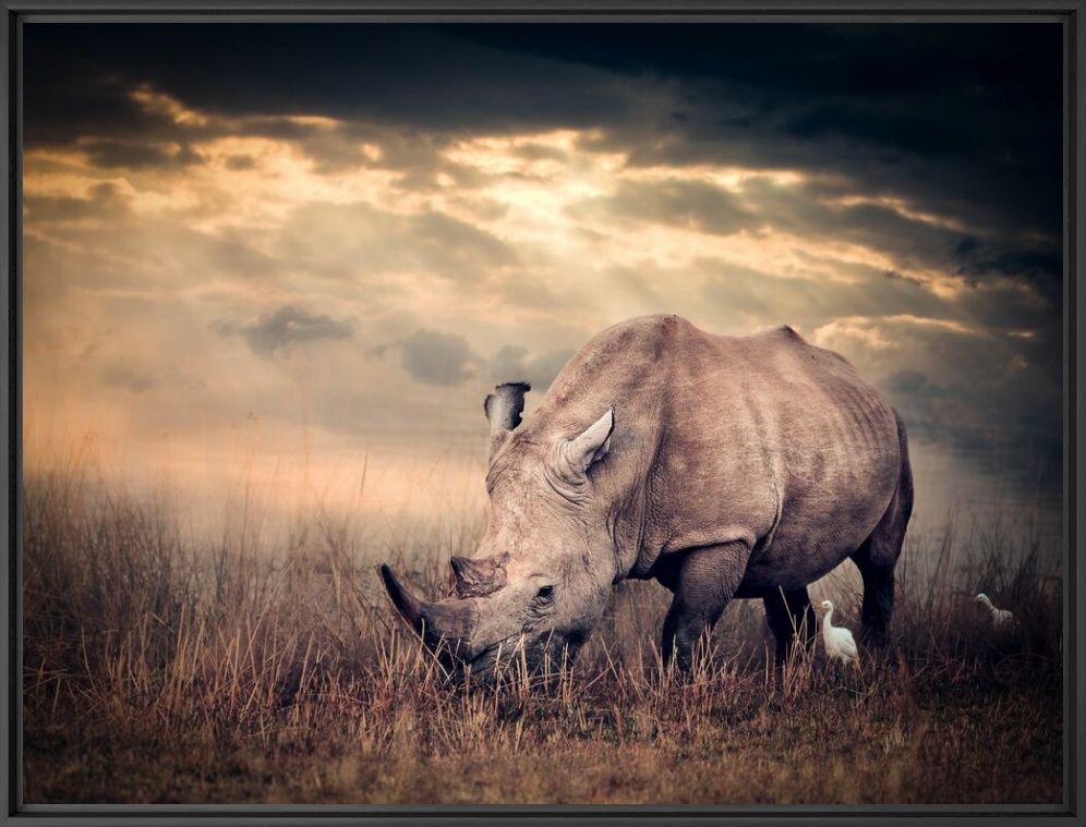 Fotografie The Gentle Giant - MARIE FRANKEL - Bildermalerei