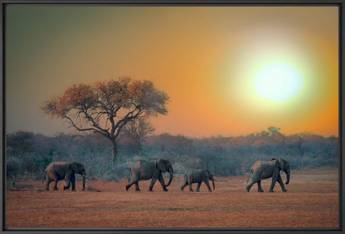 The Rising Sun, Elephant, MARIE FRANKEL · Art photographs