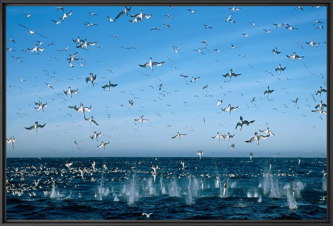 Fotografía Sardine Run - MATHIEU SIMONET - Cuadro de pintura