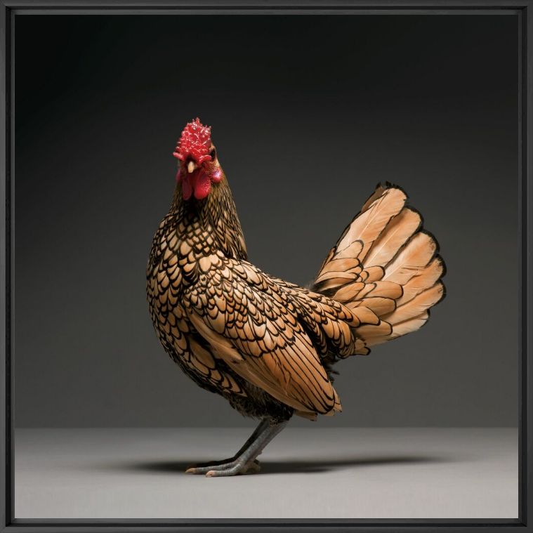 Photograph CHICKEN 01 - MATTEO TRANCHELLINI - Picture painting