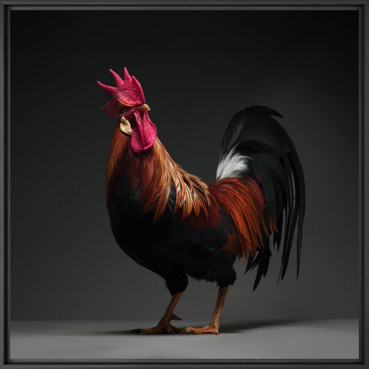 Fotografía CHICKEN 03 - MATTEO TRANCHELLINI - Cuadro de pintura