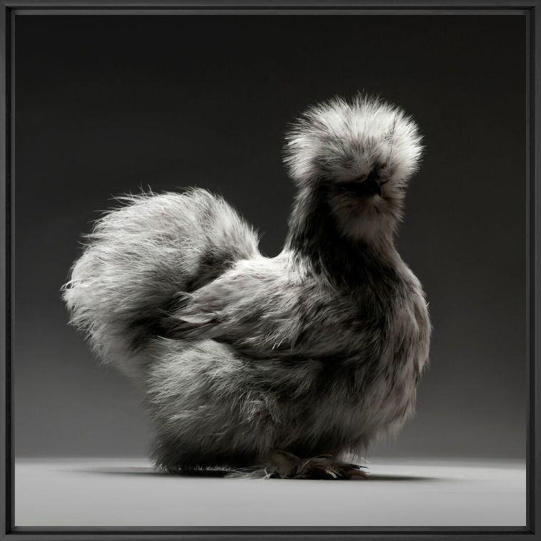 Photograph CHICKEN 05 - MATTEO TRANCHELLINI - Picture painting