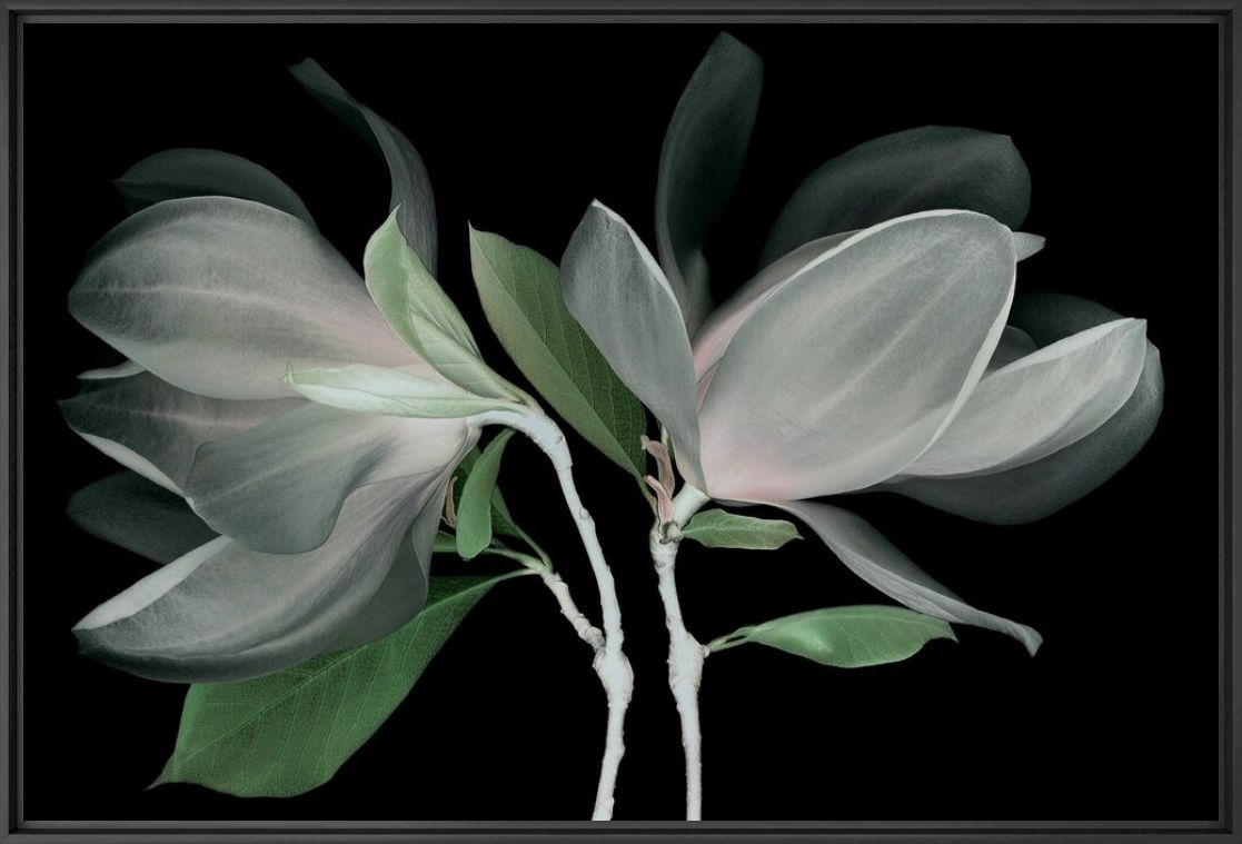 Photograph FLEUR DE MAGNOLIA - MICHEL GANTNER - Picture painting