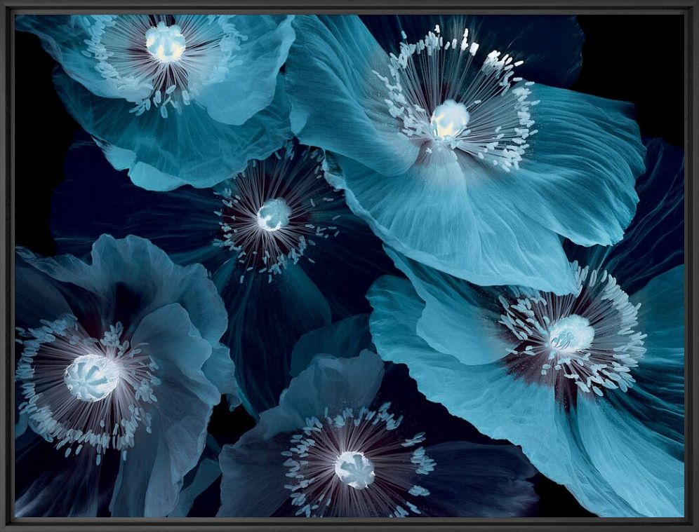 Photographie Fleurs De Pavot - MICHEL GANTNER - Tableau photo