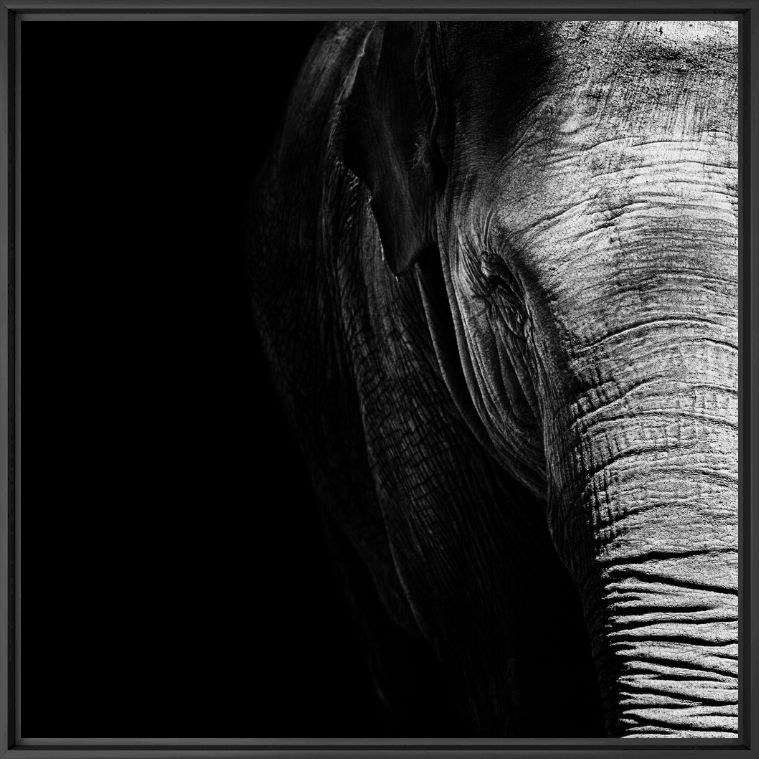 Photographie Elephas Maximus - NICOLAS EVARISTE - Tableau photo