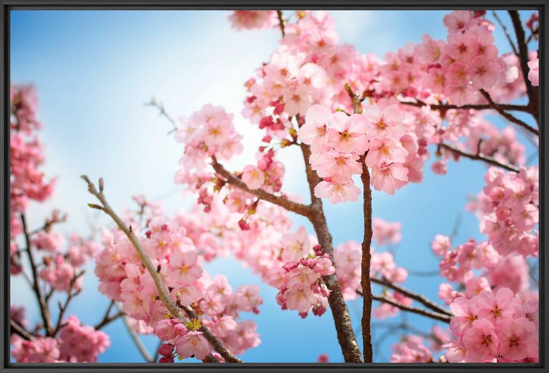 Photograph Sakura bloom - NICOLAS JACQUET - Picture painting