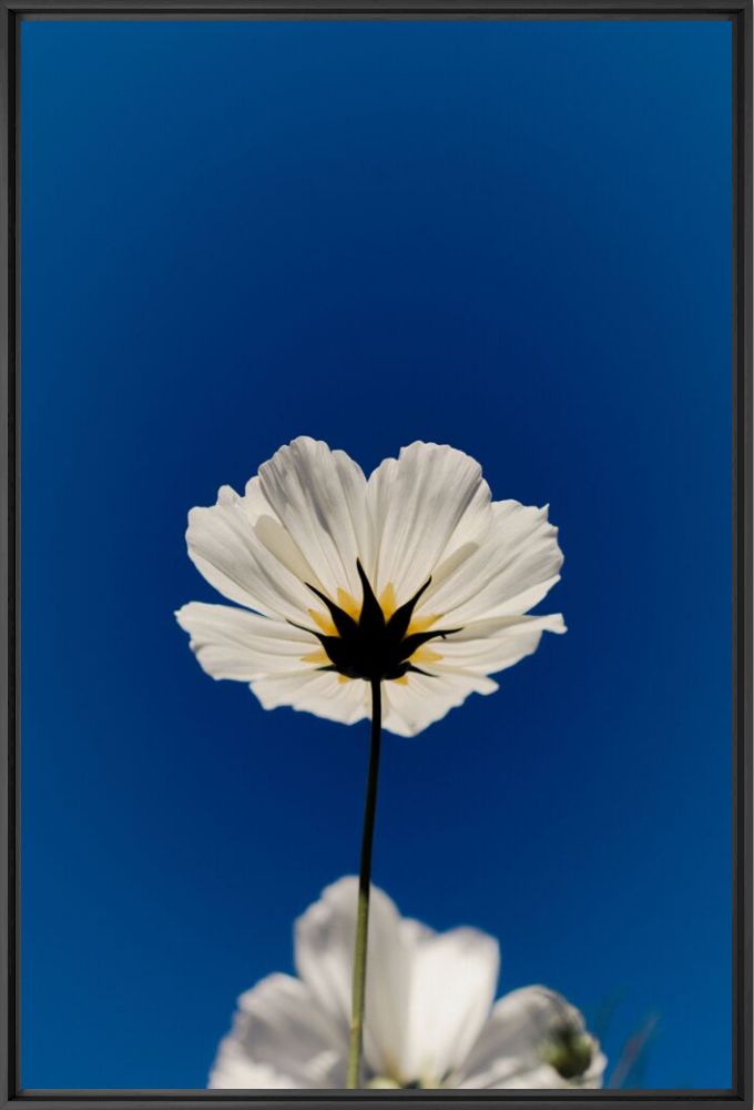 Photograph Blue sky - Nicolas Leconte - Picture painting