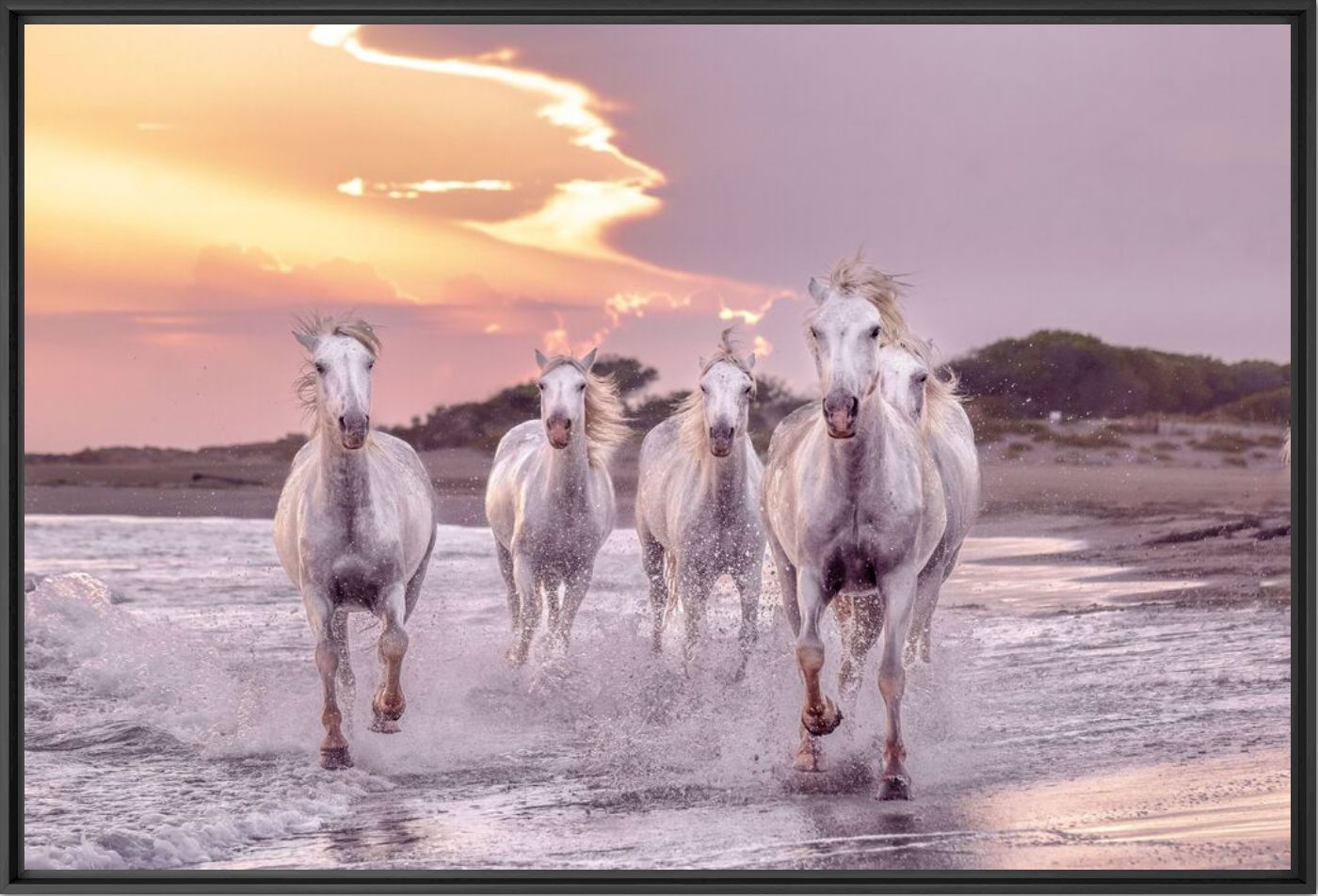 Fotografie Pure galop - Olivier ANRIGO - Bildermalerei