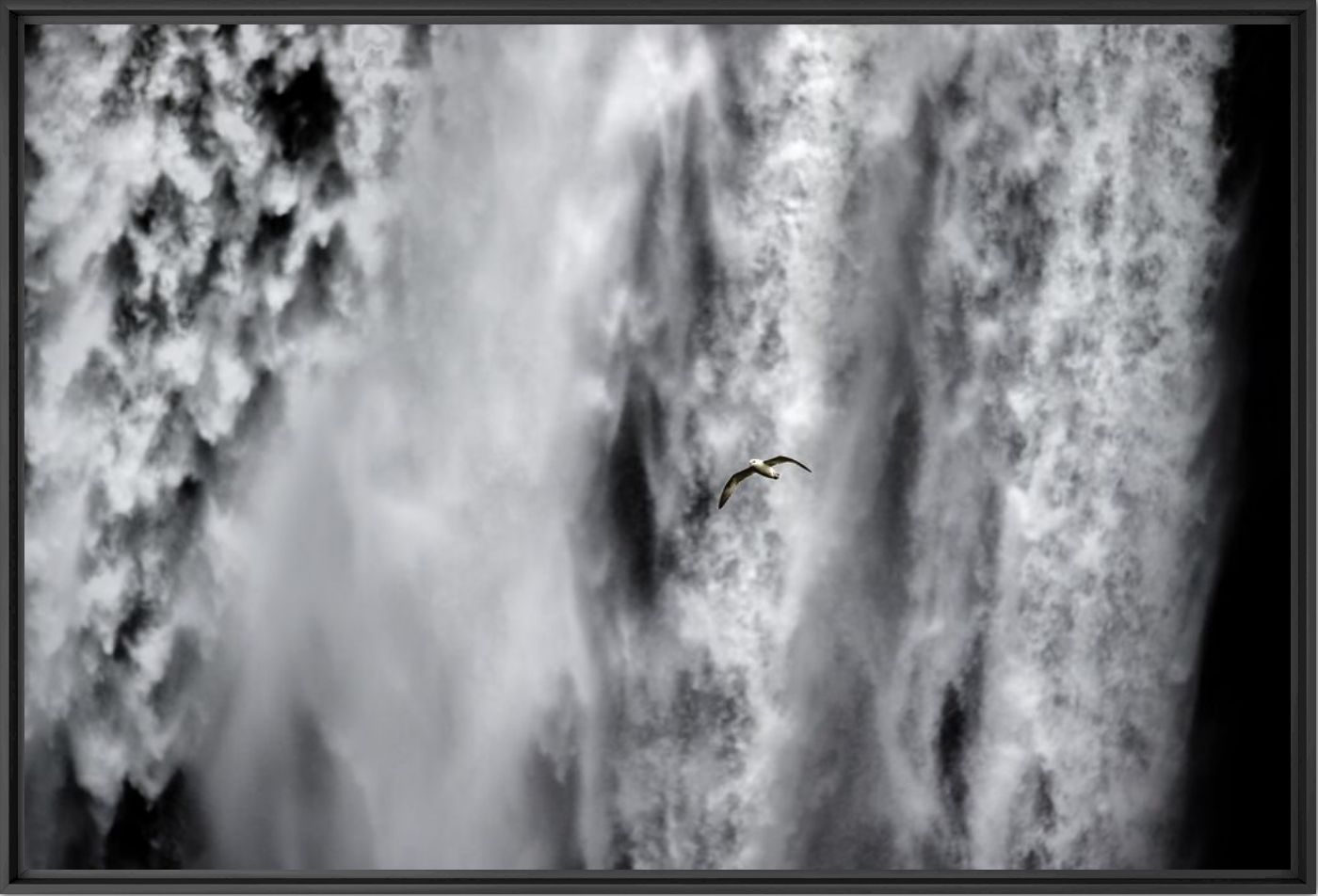 Fotografie The fulmar’s wild flight - Olivier ANRIGO - Bildermalerei