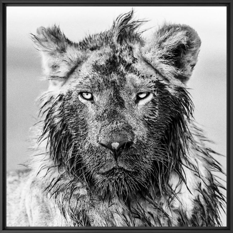 LION KING, Lion, PEDRO JARQUE KREBS · Art photographs · YellowKorner