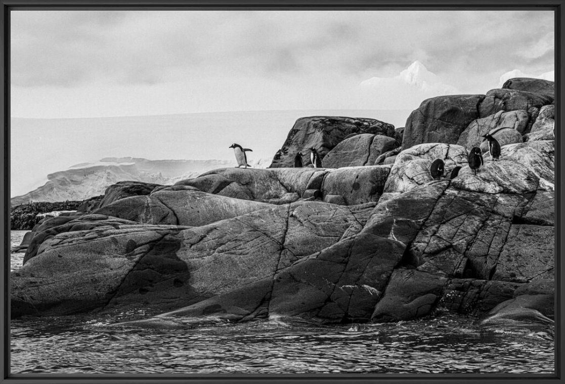 Kunstfoto Ceci n'est pas un pingouin - Olivier GOY - Foto schilderij