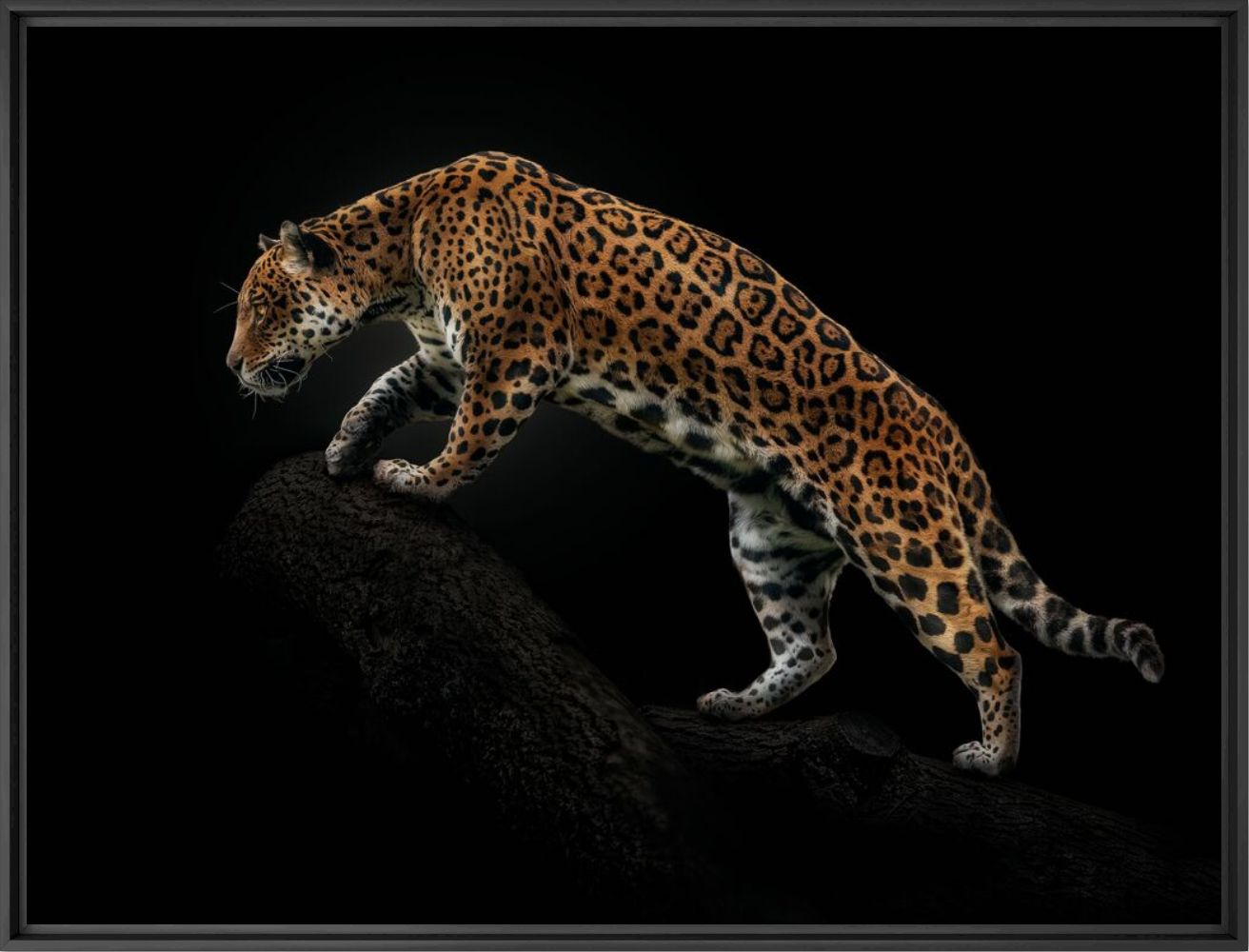 Photograph Amazonian jaguar - PEDRO JARQUE KREBS - Picture painting