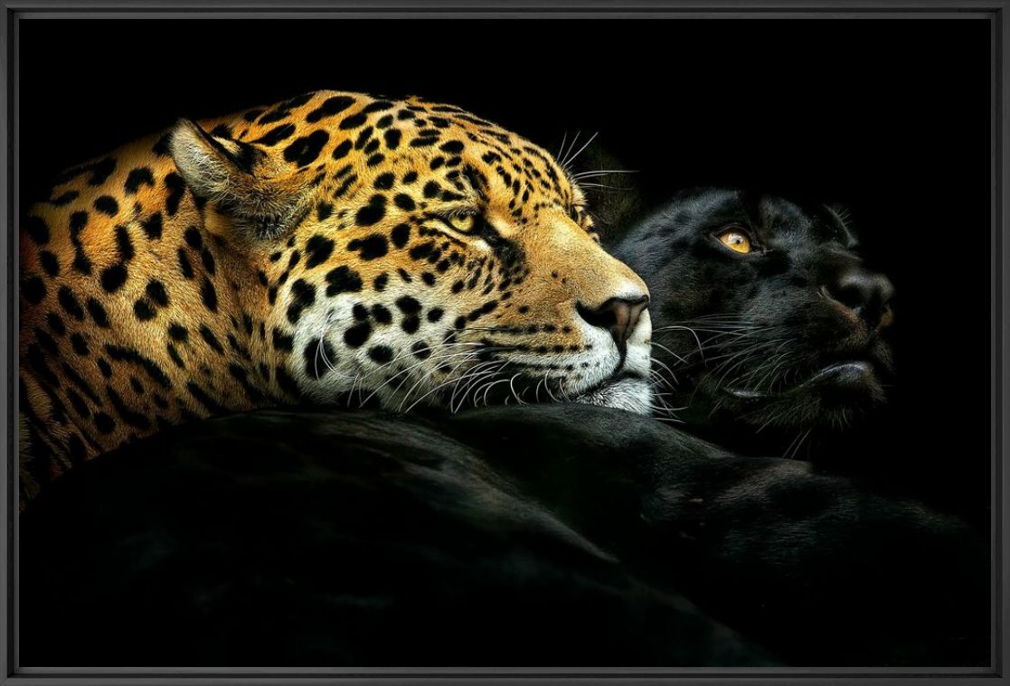 Photograph  EBONY AND IVORY - PEDRO JARQUE KREBS - Picture painting