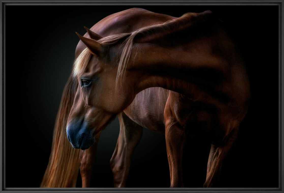 Photographie EQUUS - PEDRO JARQUE KREBS - Tableau photo