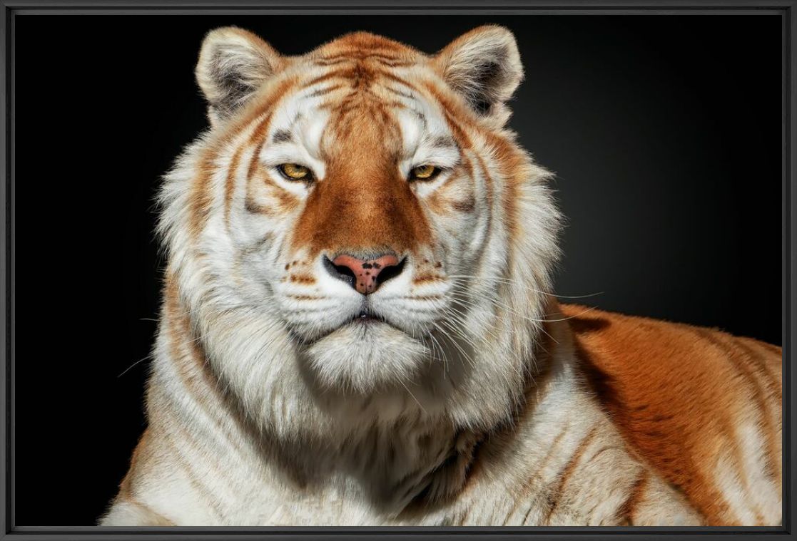 Tiger Photography · Purchase of Tiger Prints & Photographs · YellowKorner