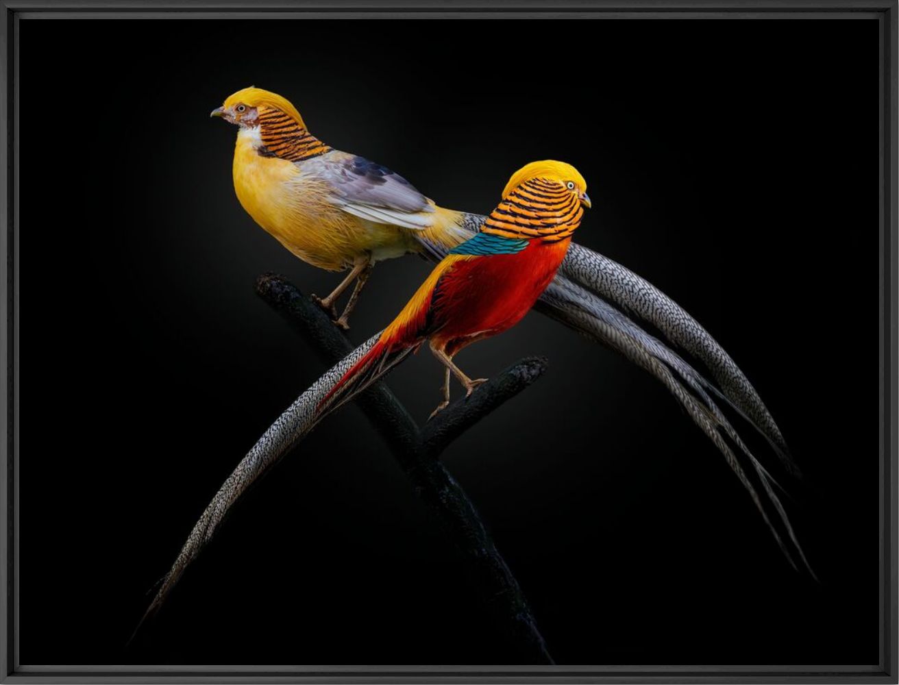 Fotografie Golden pheasant - PEDRO JARQUE KREBS - Bildermalerei