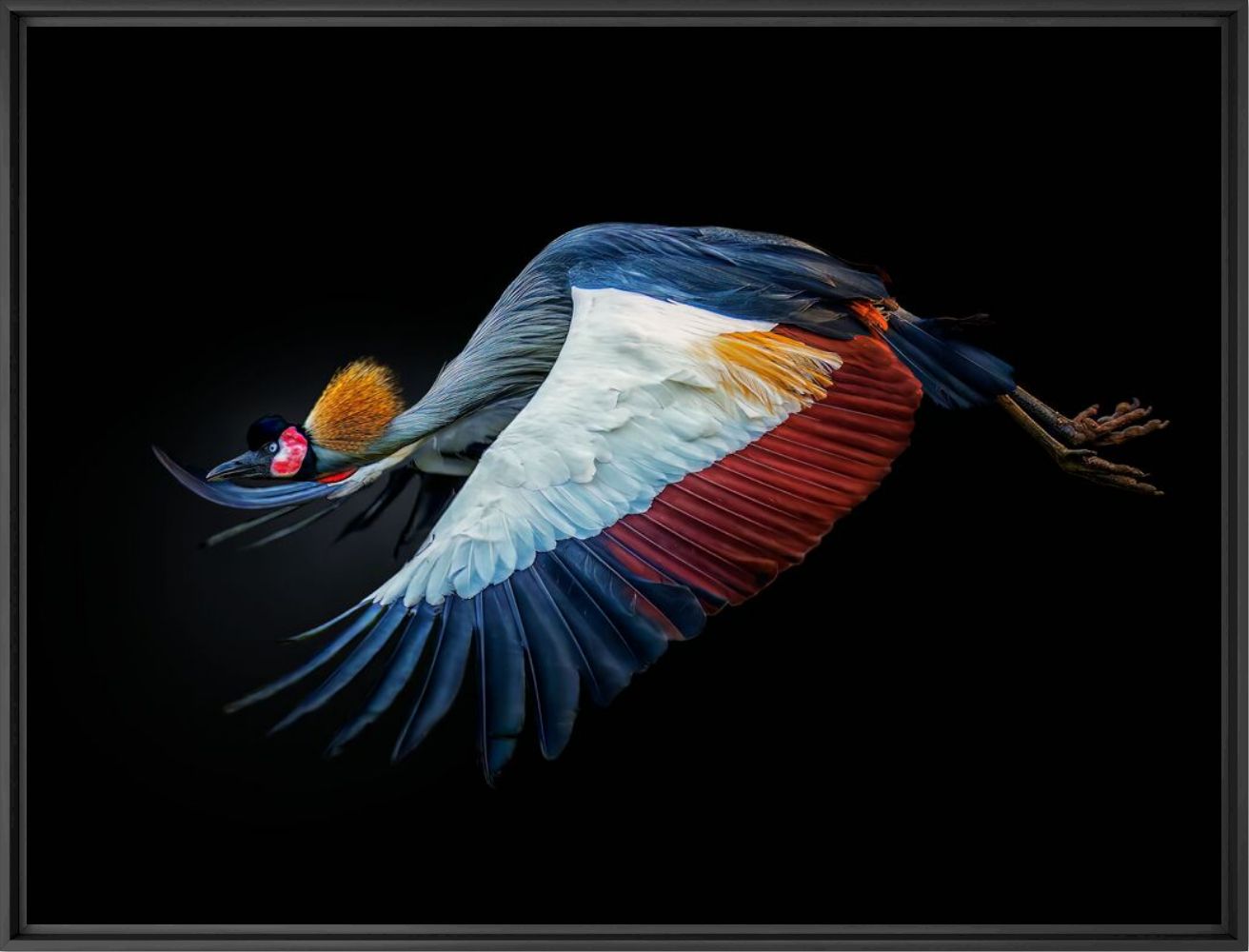 Kunstfoto Grey crowned crane - PEDRO JARQUE KREBS - Foto schilderij