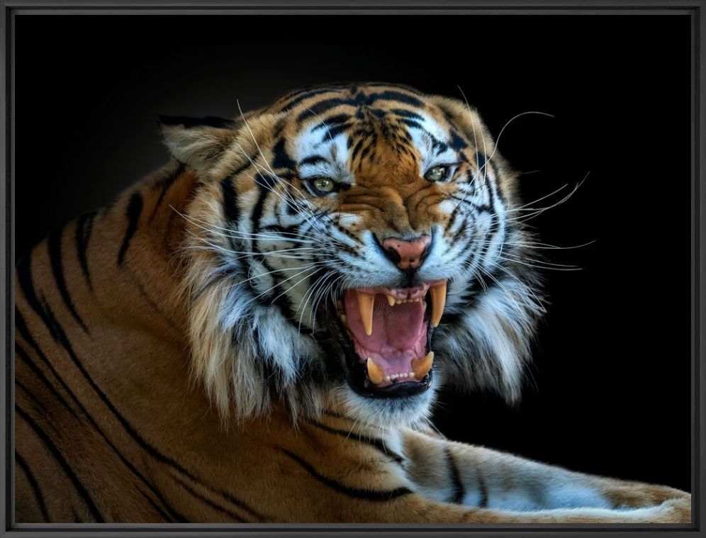 Tiger Photography · Purchase of Tiger Prints & Photographs · YellowKorner