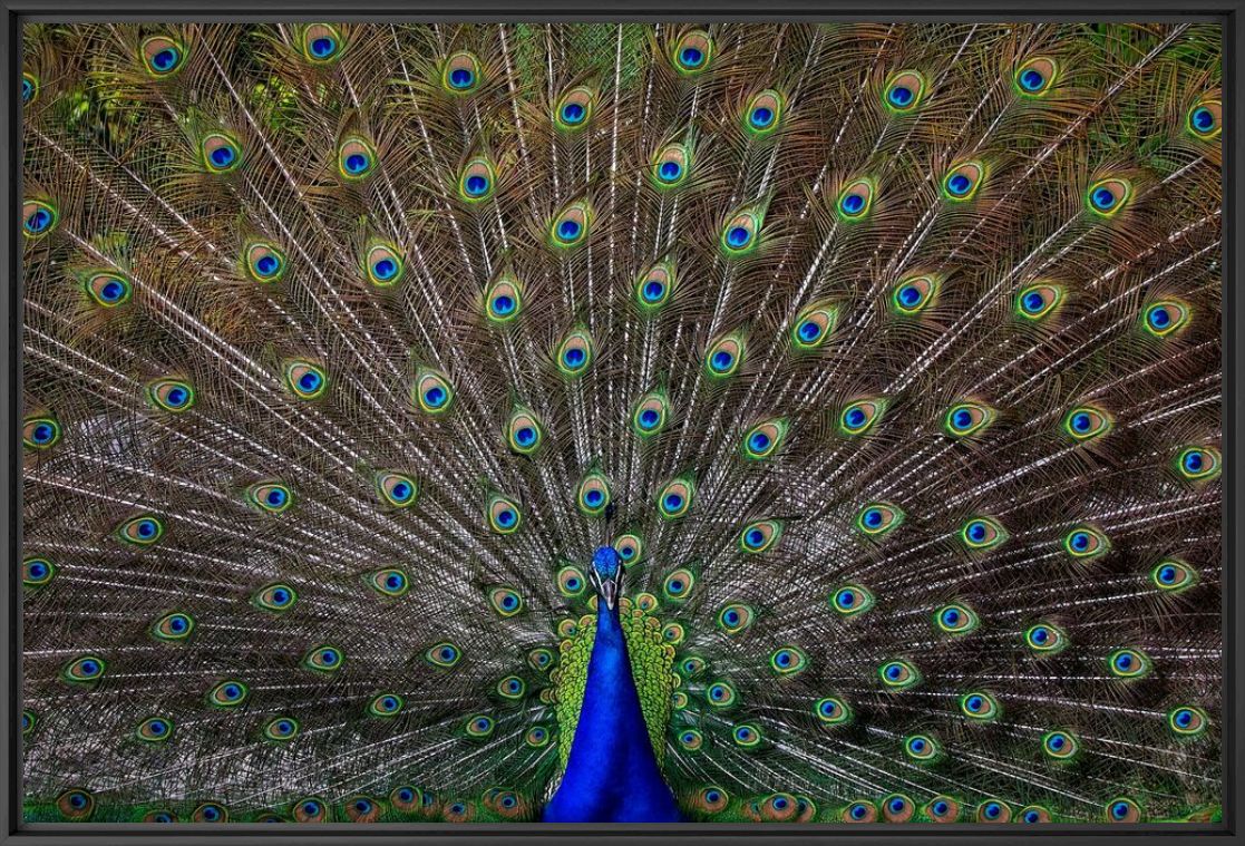 Photographie PEACOCK - PEDRO JARQUE KREBS - Tableau photo