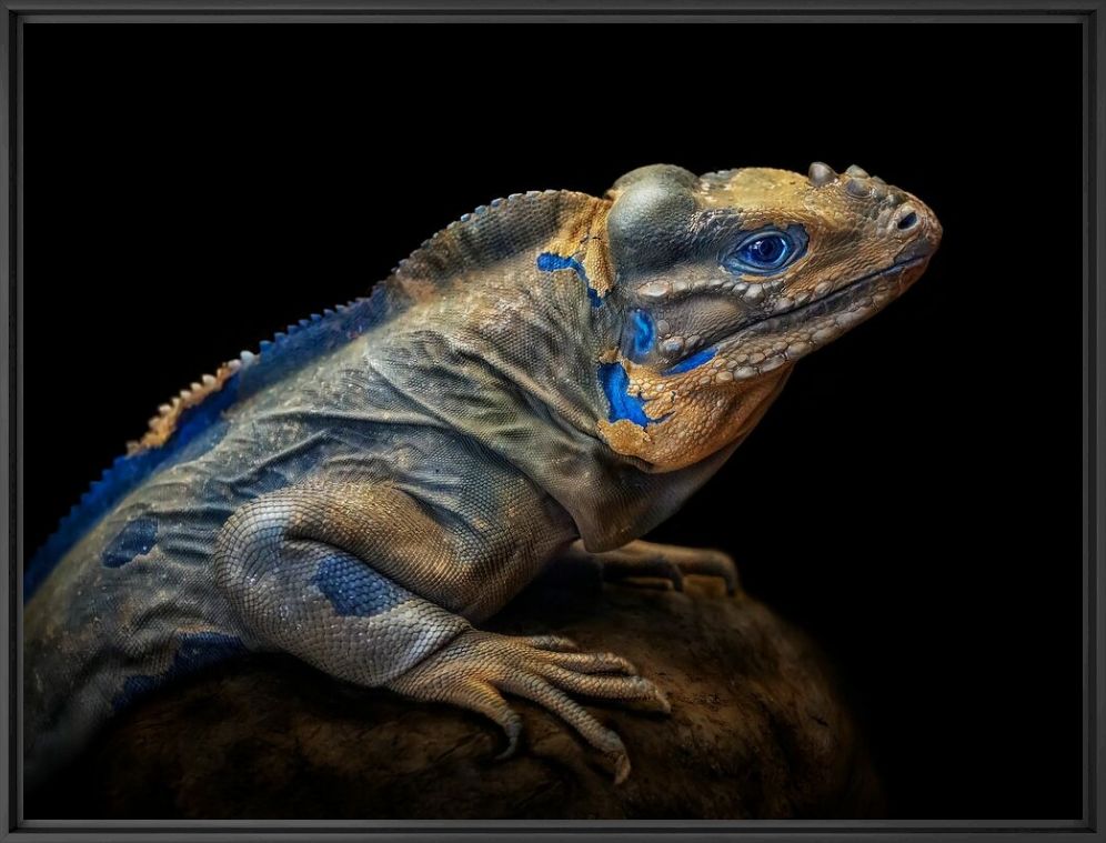 Photograph RHINOCEROS IGUANA - PEDRO JARQUE KREBS - Picture painting