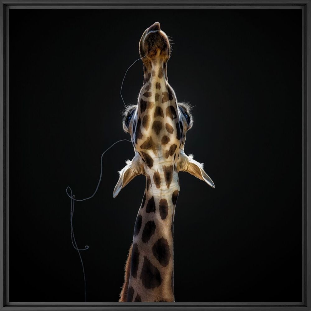 Photographie Salivating giraffe - PEDRO JARQUE KREBS - Tableau photo