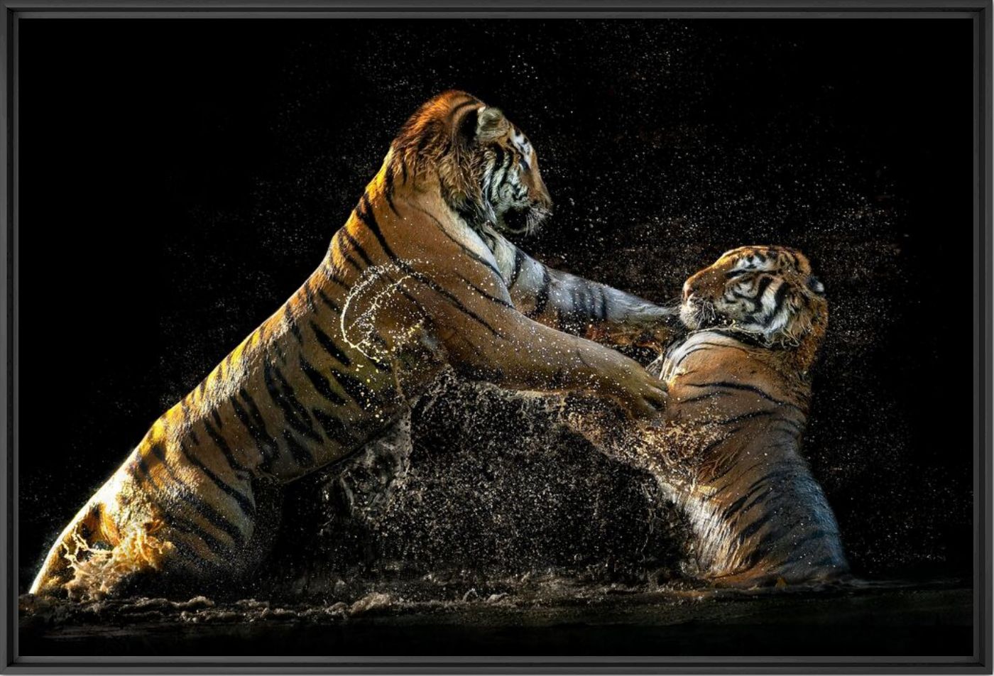 Fotografía Siberian fight - PEDRO JARQUE KREBS - Cuadro de pintura