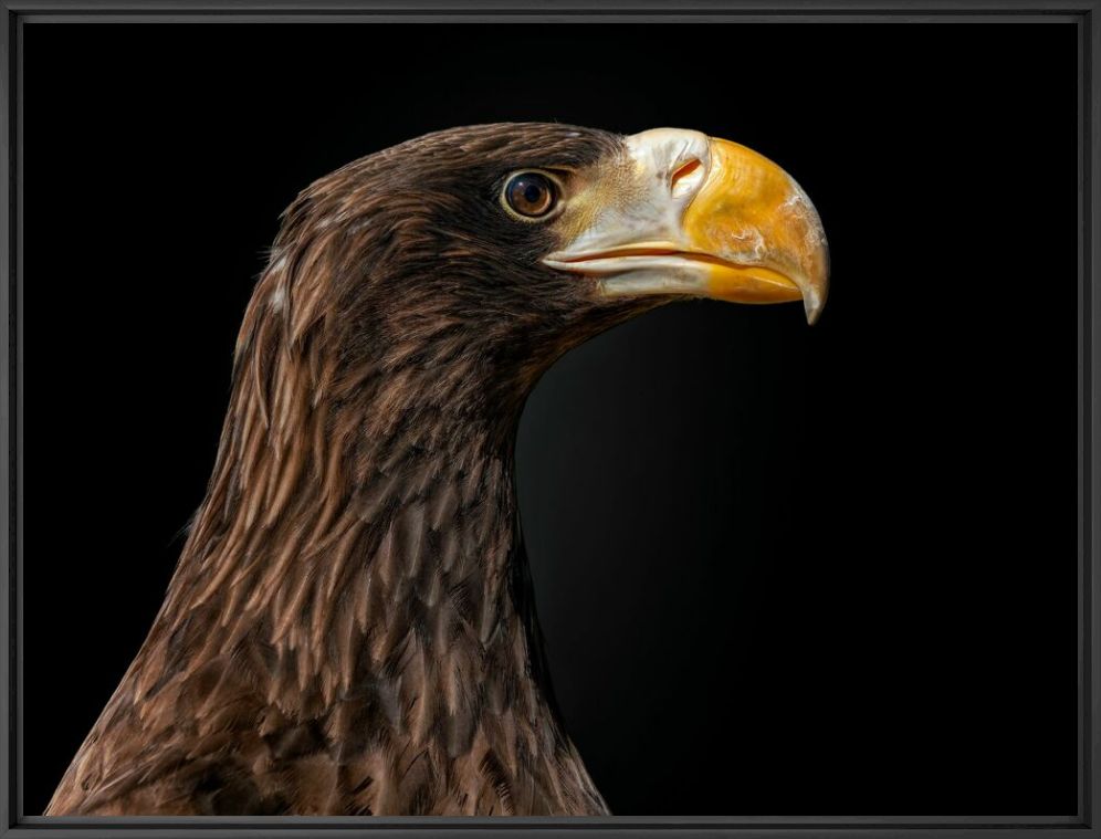 Photograph Stellers sea eagle - PEDRO JARQUE KREBS - Picture painting