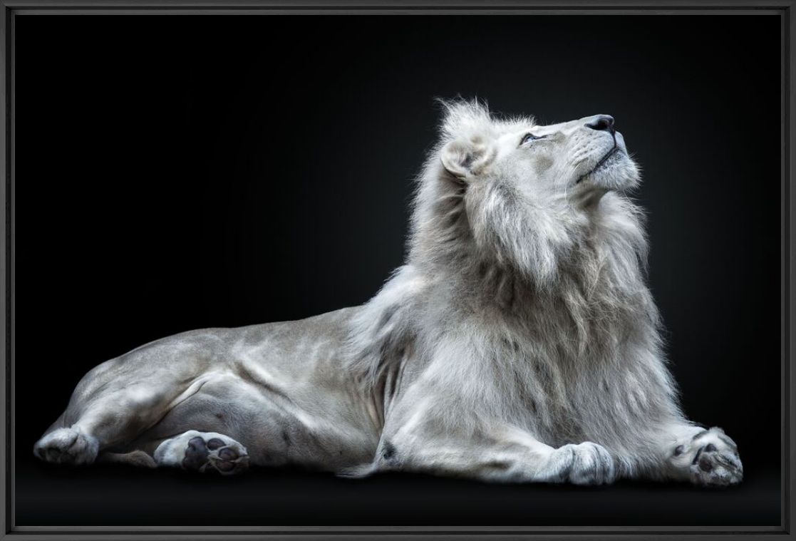 LION KING, Lion, PEDRO JARQUE KREBS · Art photographs · YellowKorner