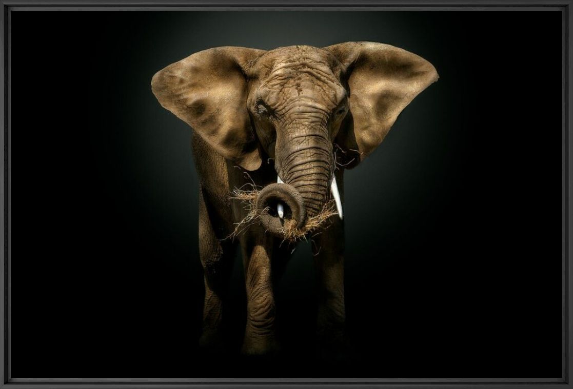 The Rising Sun, Elephant, MARIE FRANKEL · Art photographs