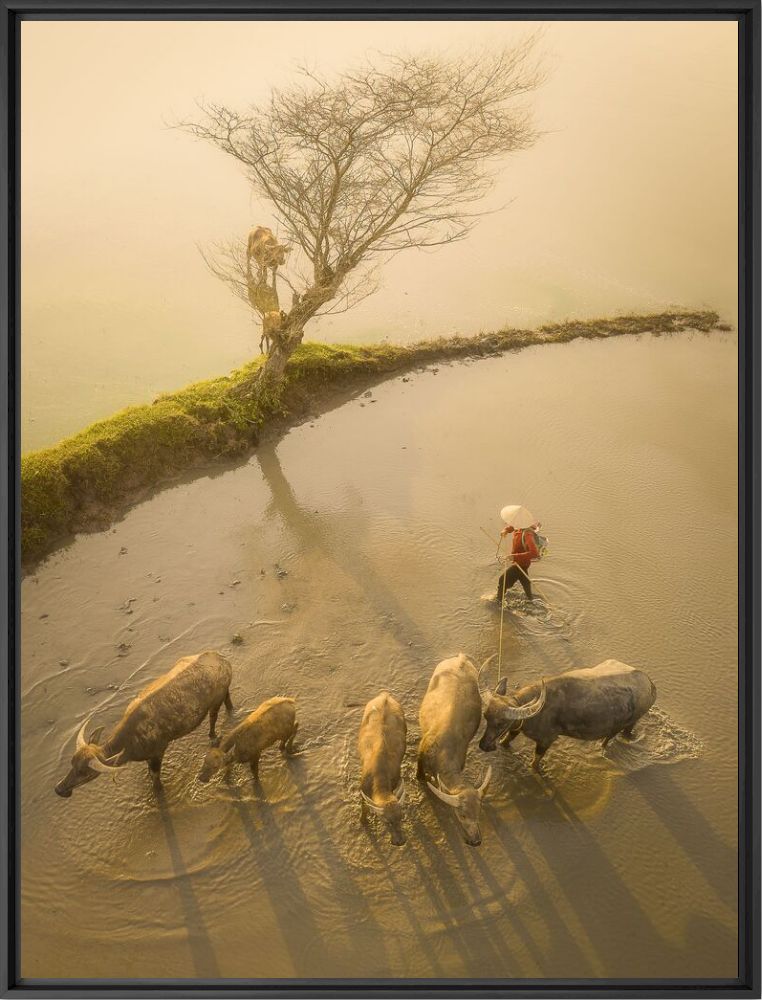 Kunstfoto Herding buffaloes 2 - Pham HUY TRUNG - Foto schilderij