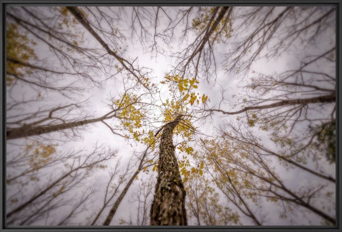 Fotografía Trees in countryside - PYGMALION KARATZAS - Cuadro de pintura