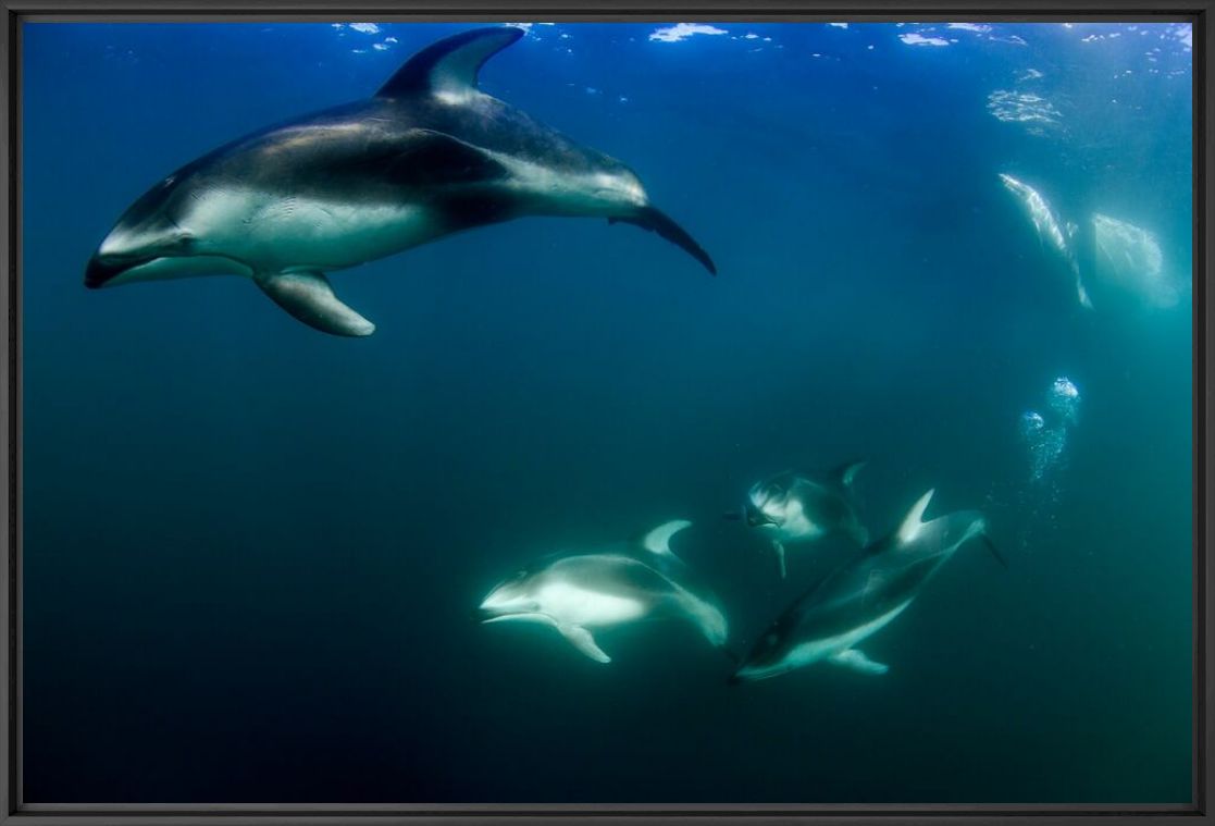 Kunstfoto Ronde des dauphins - RICHARD HERRMANN - Foto schilderij