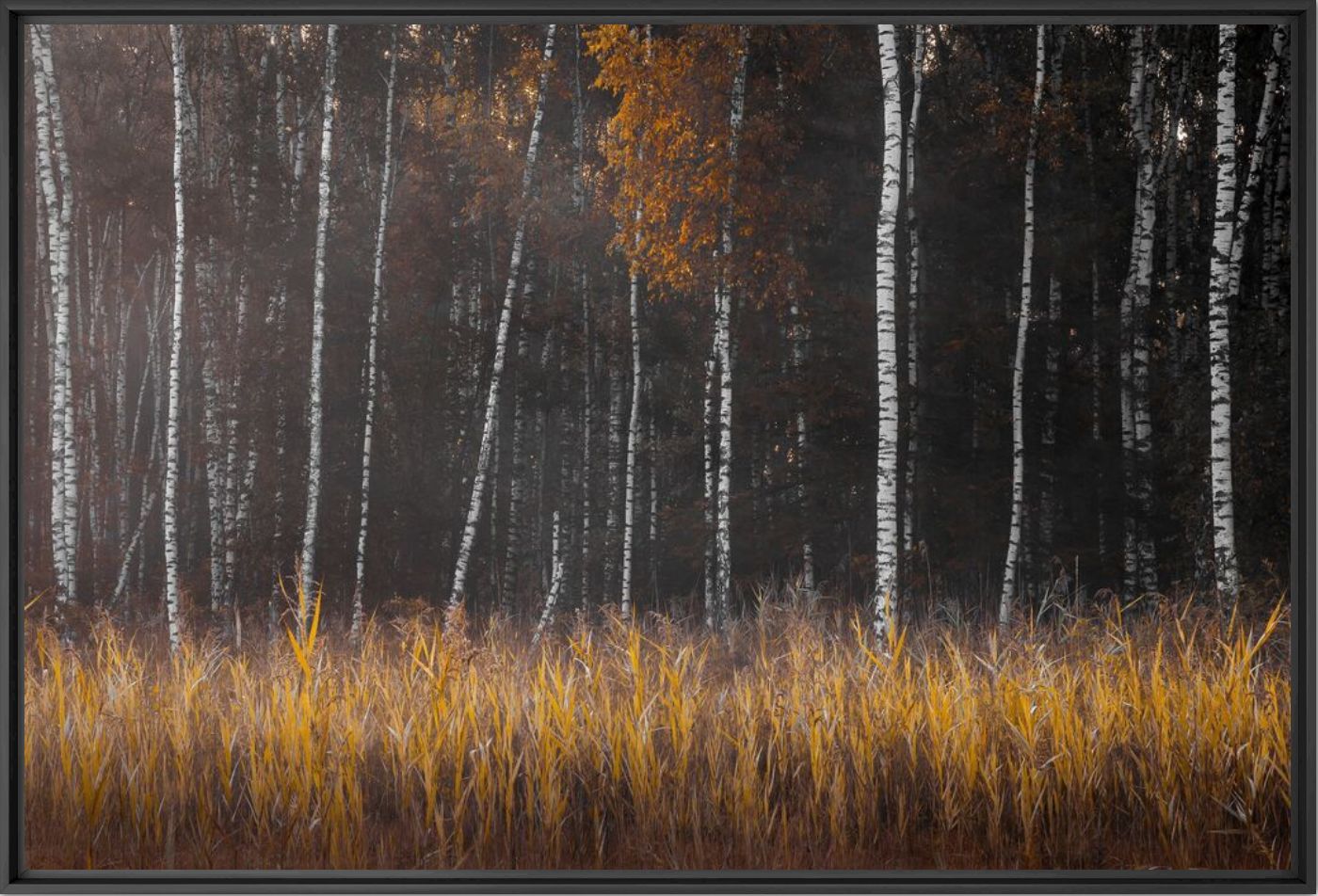 Fotografie Swinging bluebells 2  - Rob Visser - Bildermalerei