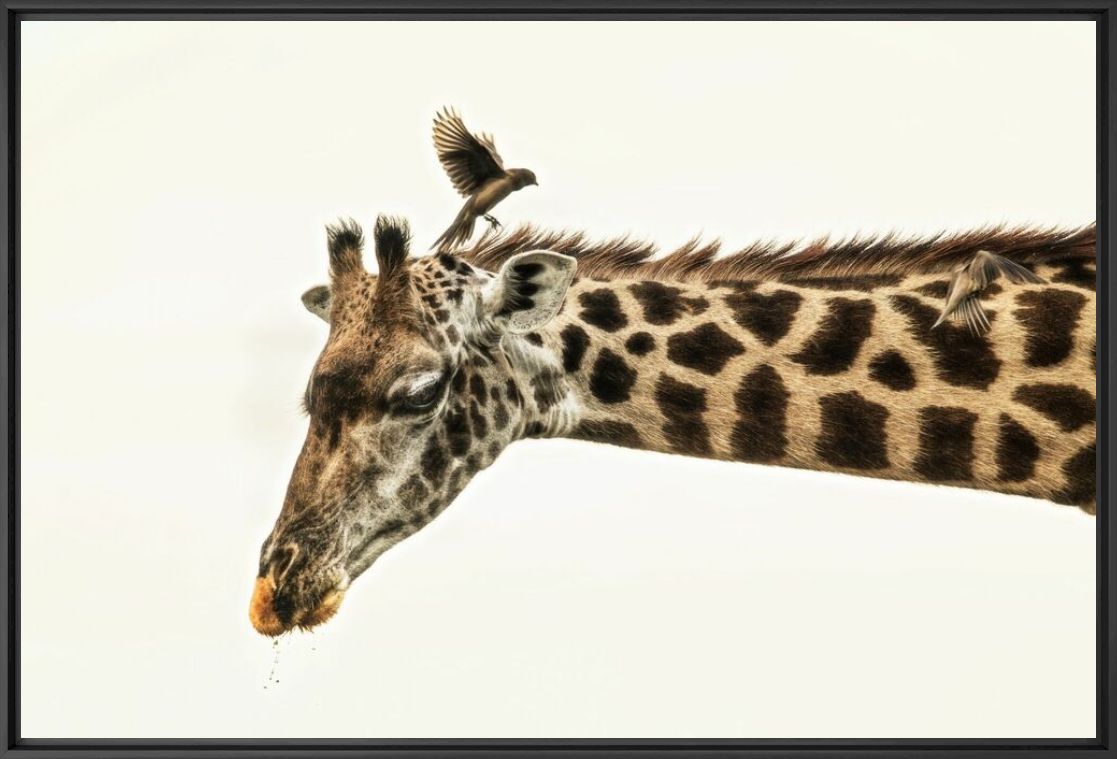 Kunstfoto GIRAFFE AND OXPECKER - RODNEY BURSIEL - Foto schilderij