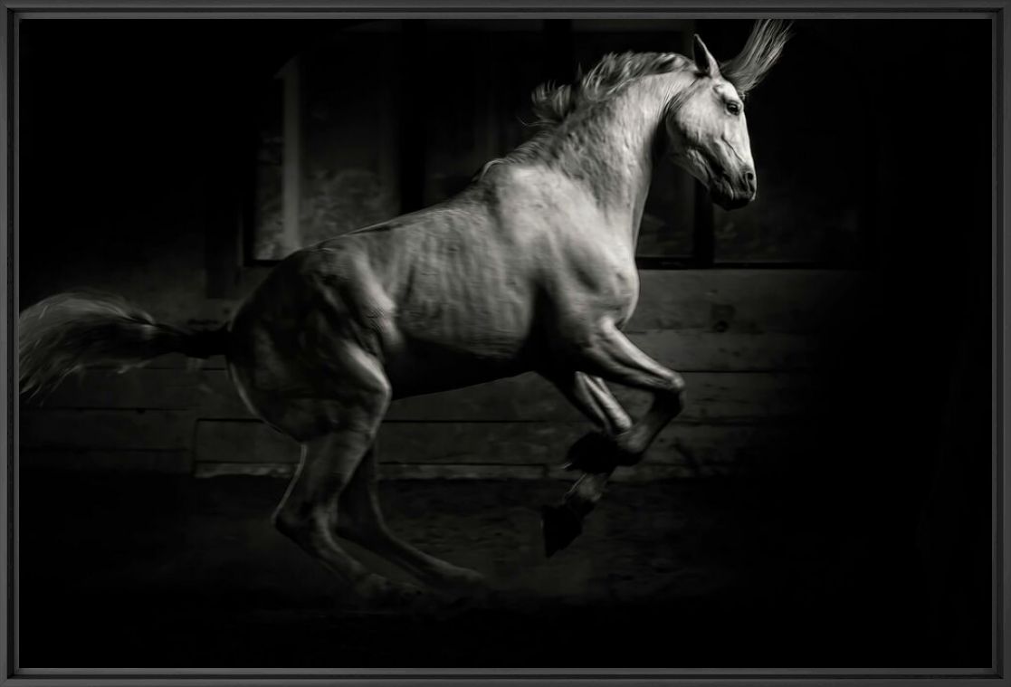 Photographie LUSITANO DANCE - RODNEY BURSIEL - Tableau photo