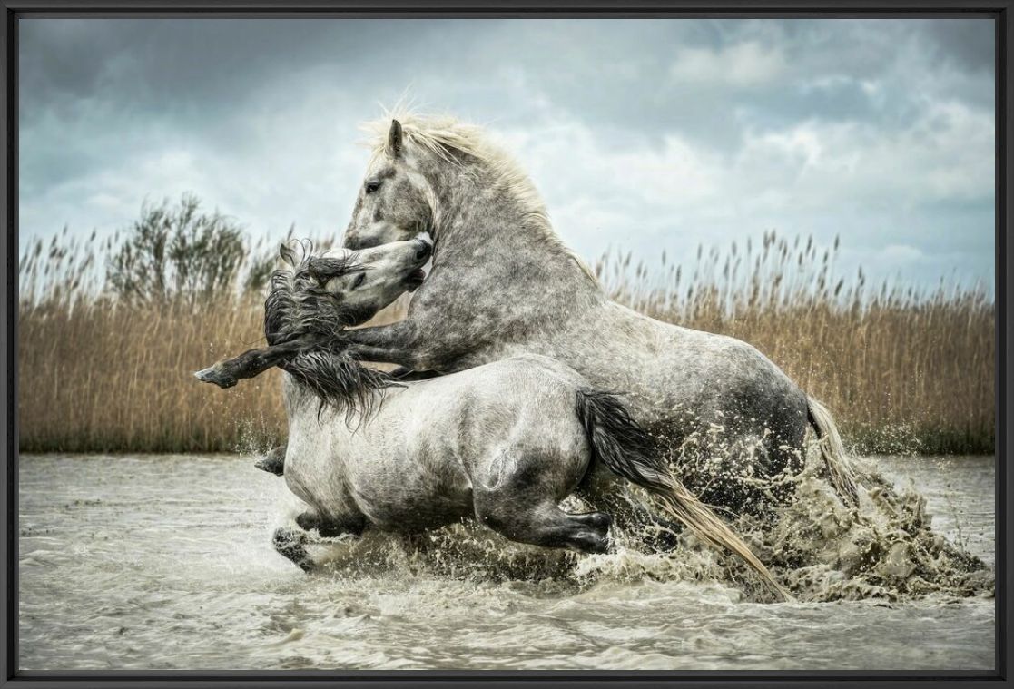 Kunstfoto SPARRING STALLIONS - RODNEY BURSIEL - Foto schilderij