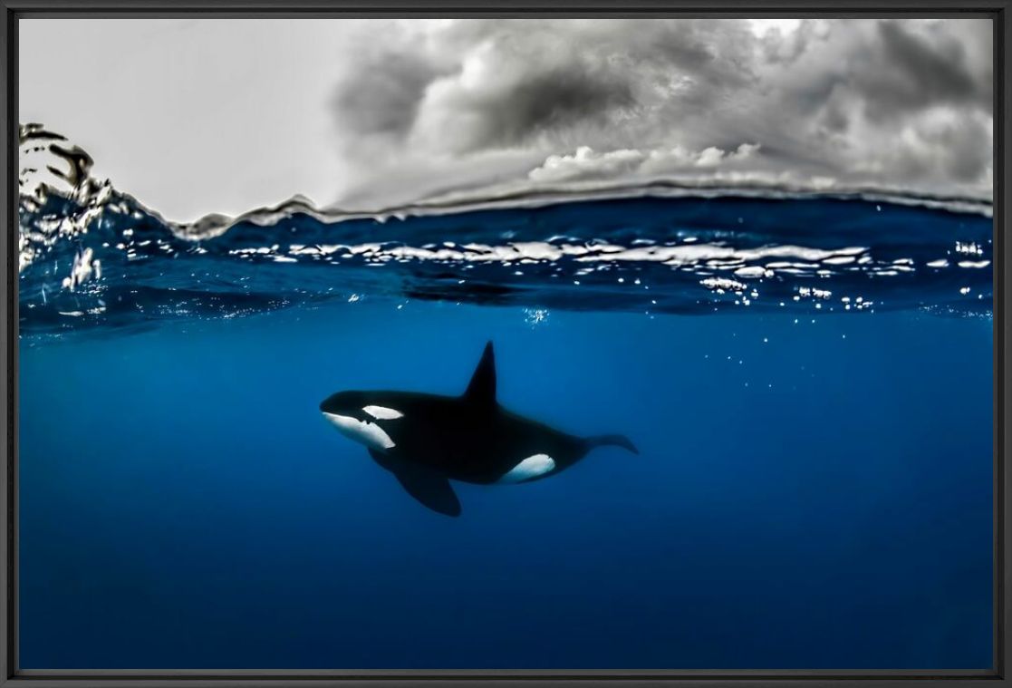 Lámina fotográfica con la obra «Animales Marinos Color/ Ocean