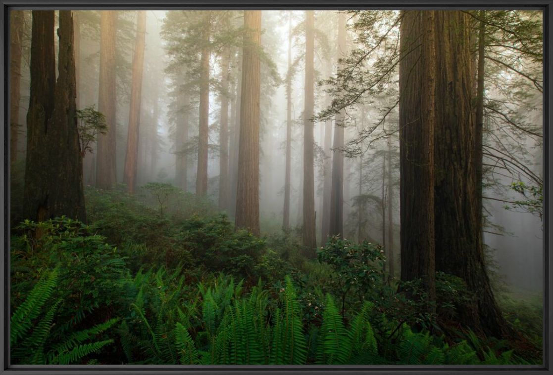 Fotografía MYSTIC FOREST - SAPNA REDDY - Cuadro de pintura