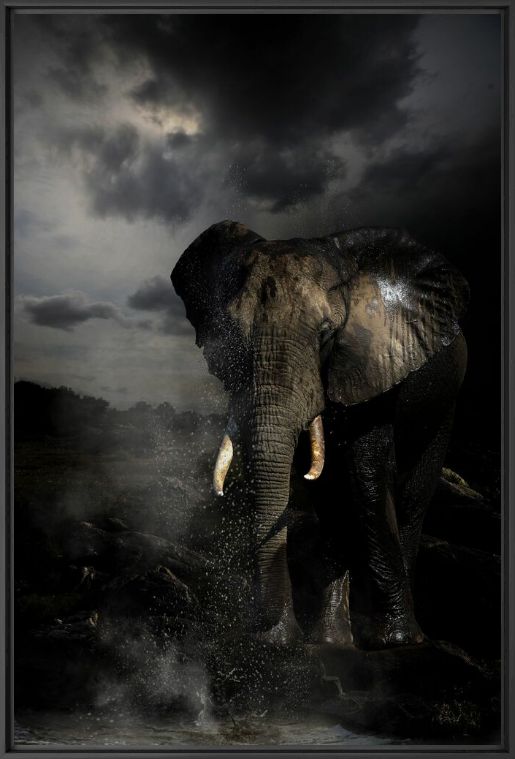 The Rising Sun, Elephant, MARIE FRANKEL · Art photographs