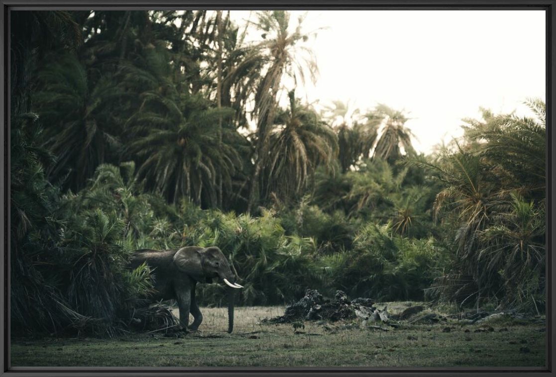 Fotografie GREEN EMERGENCE - STIAN KLO - Bildermalerei