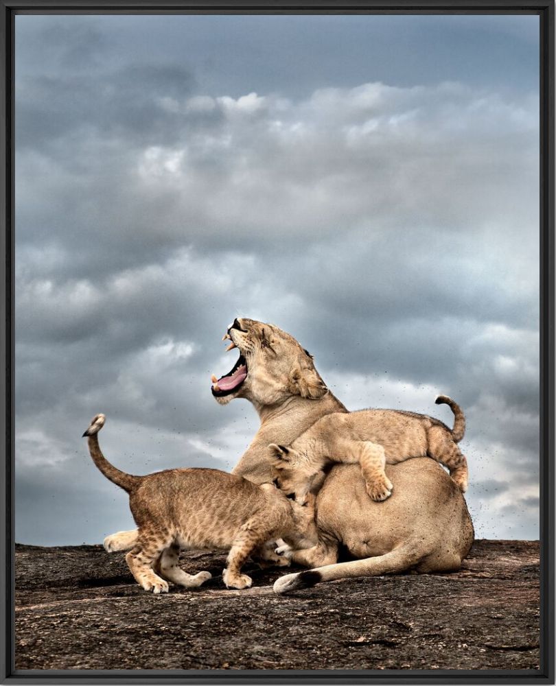 Kunstfoto Angry lioness with two cubs - THIERRY VEZON - Foto schilderij