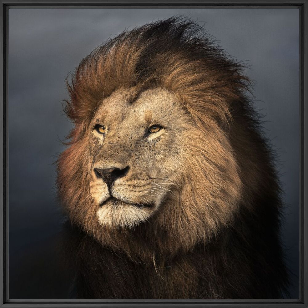 Kunstfoto Portrait of wild lion - THIERRY VEZON - Foto schilderij