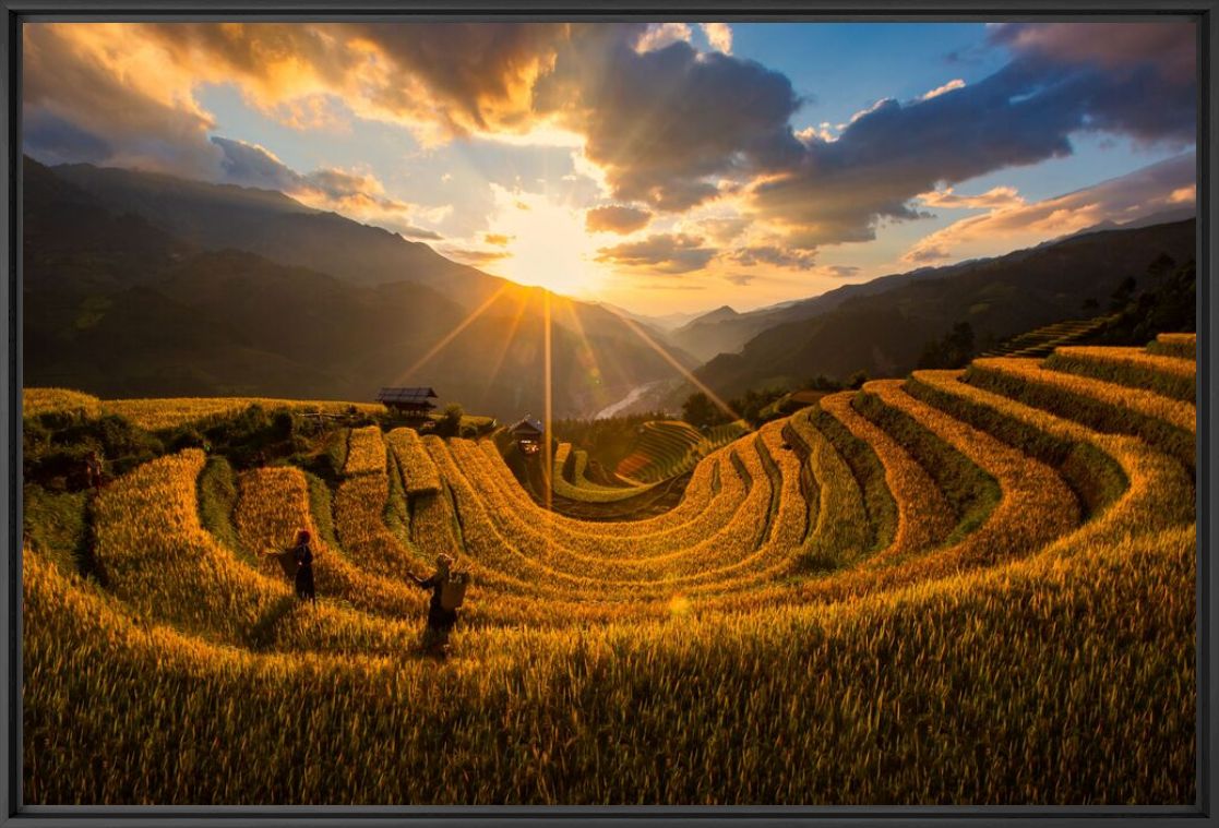 Fotografie Golden autumn in Mu Cang Chai - Thong NGUYEN HUU - Bildermalerei