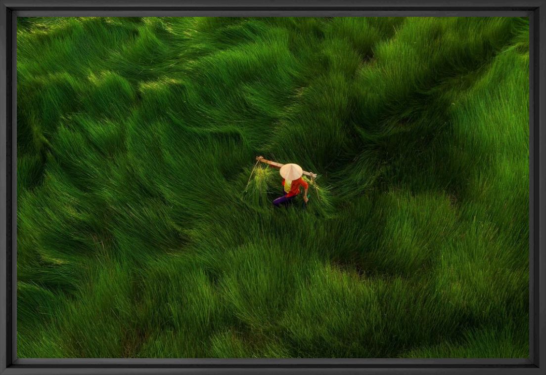 Kunstfoto Water-chestnut harvest - Pham HUY TRUNG - Foto schilderij