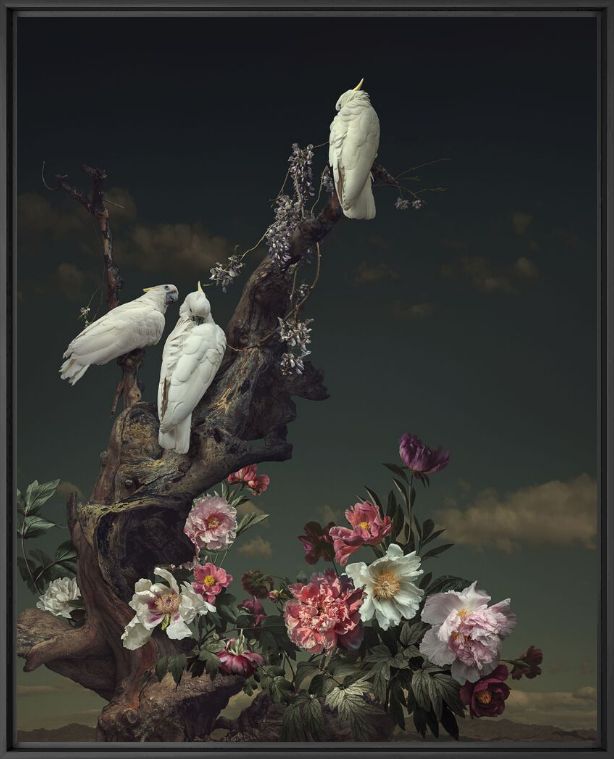 Photographie THREE WHITE BIRDS - YANG BIN - Tableau photo