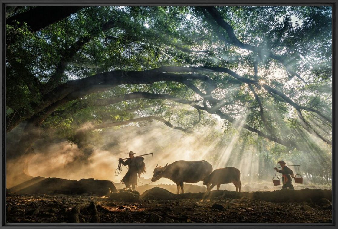 Fotografie Going To The Farm - Zay Yar Lin - Bildermalerei