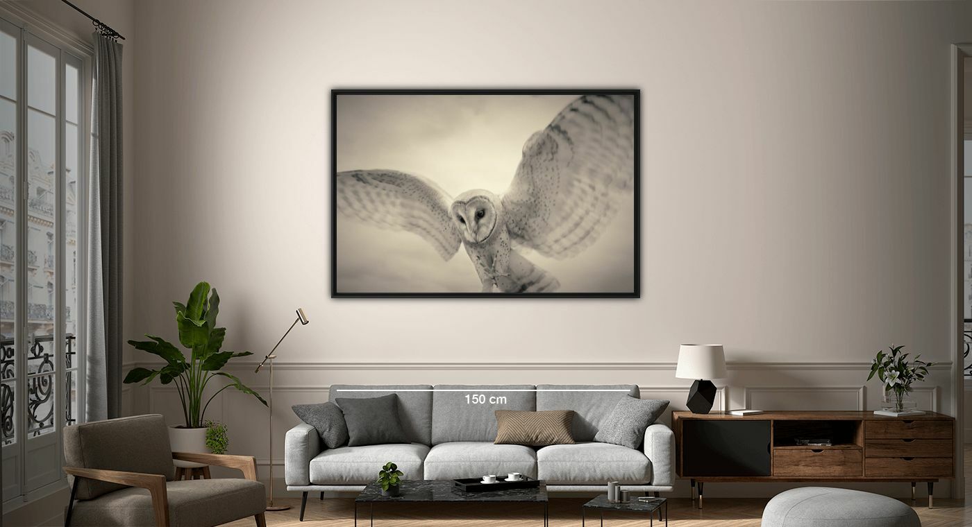 Barn owl, Birds, ANTTI VIITALA · Art photographs · YellowKorner