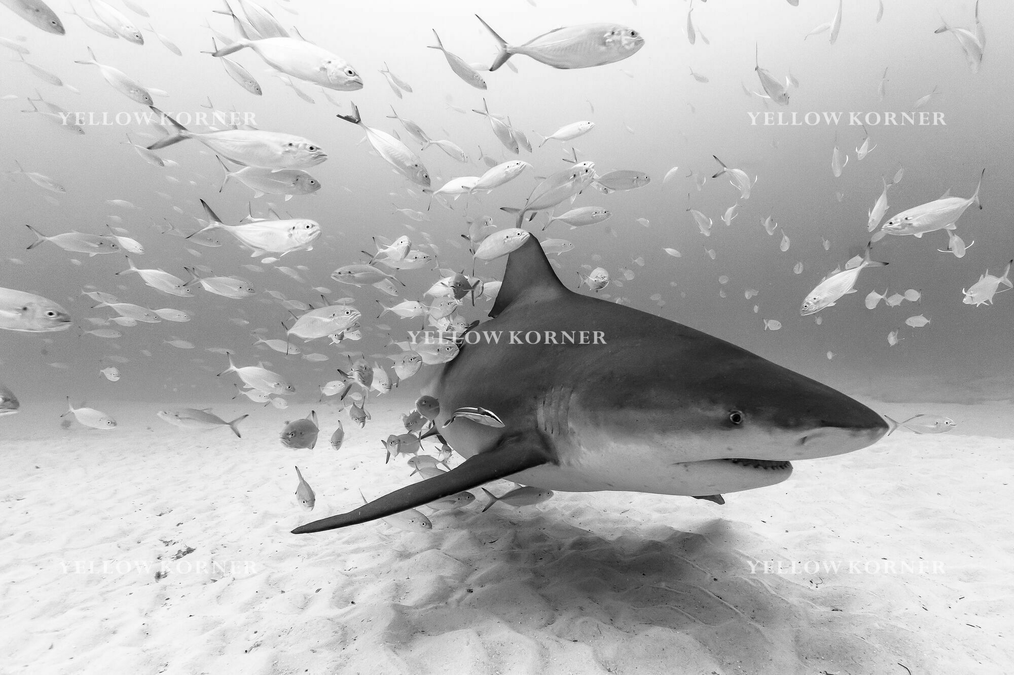 BULL SHARK AT PLAYA, Marine Animals, CHRISTIAN VIZL · Art photographs ...