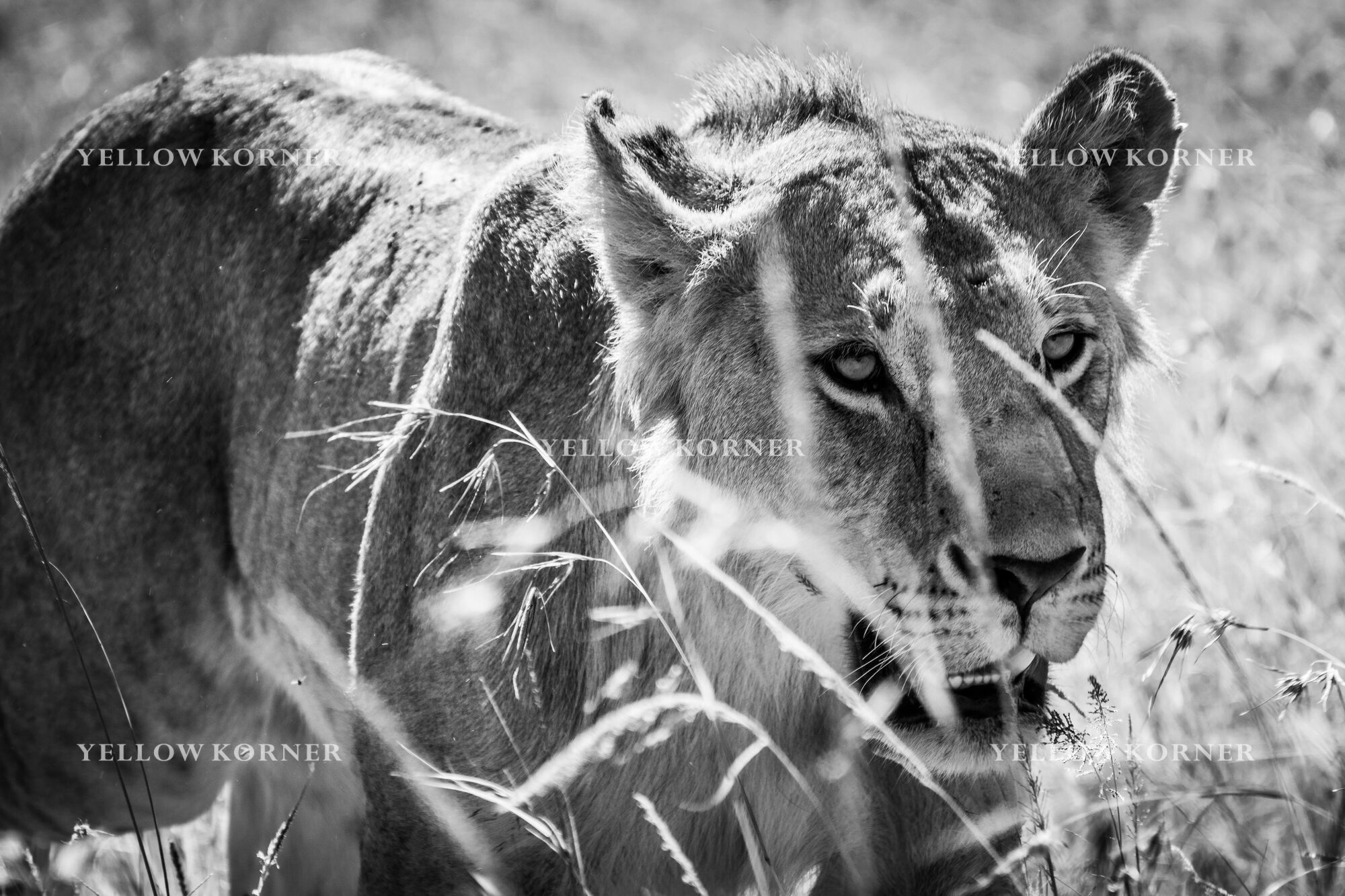 Hunting young lion, Black and white lion, LAURENT BAHEUX · Art