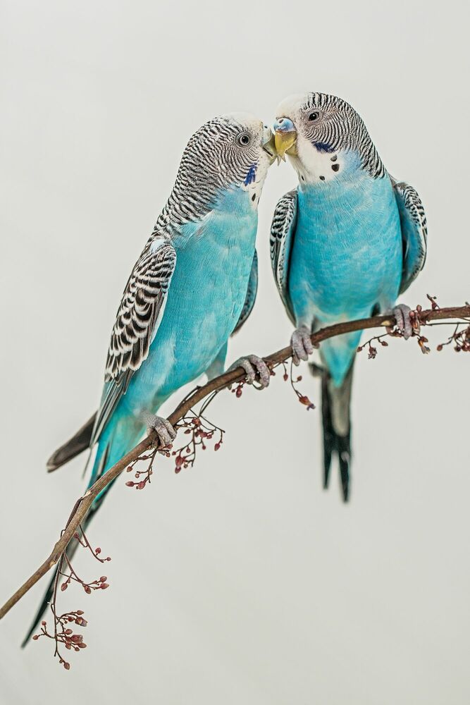 Photograph A Love of Budgie - Andi Halil  - Picture painting
